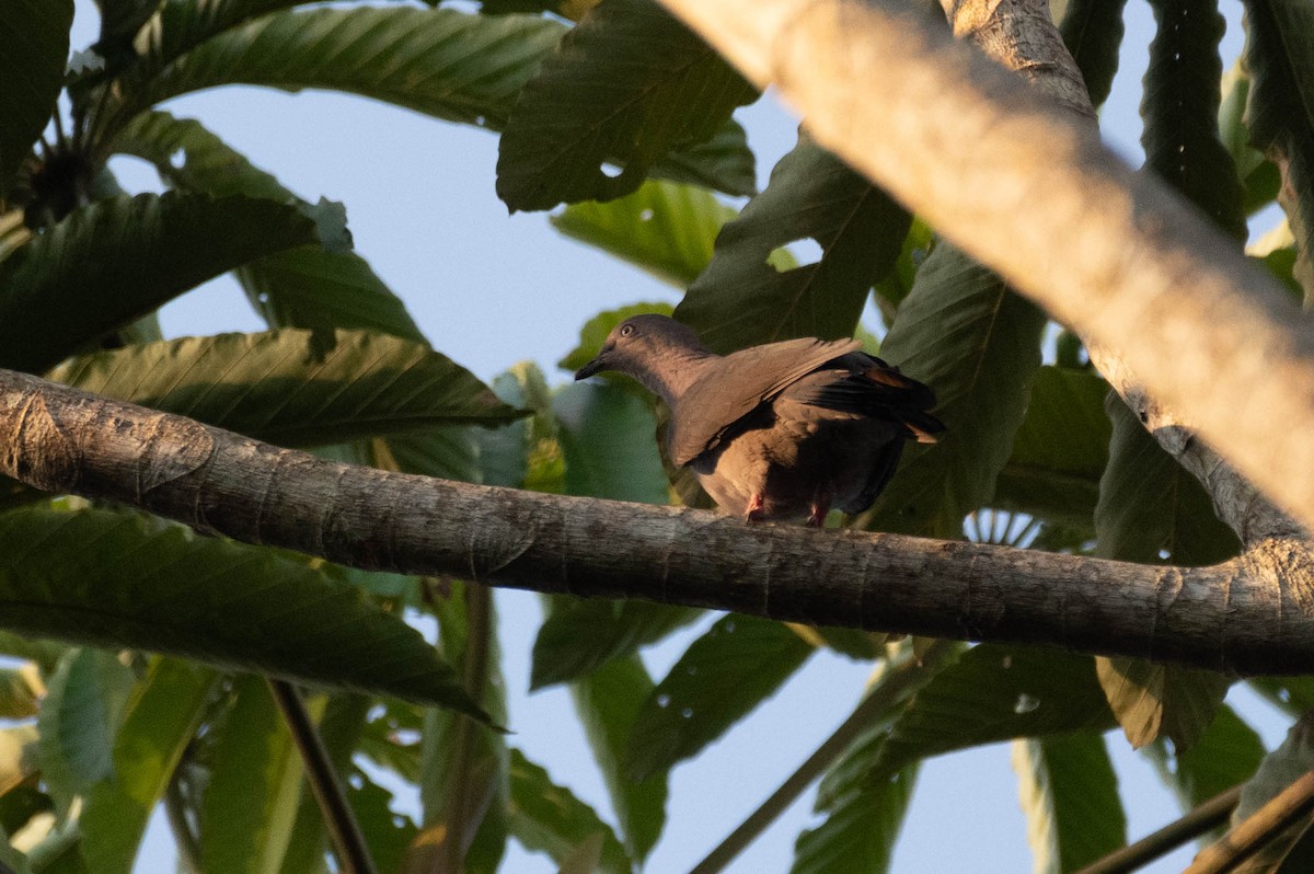 Plumbeous Pigeon - ML606558141