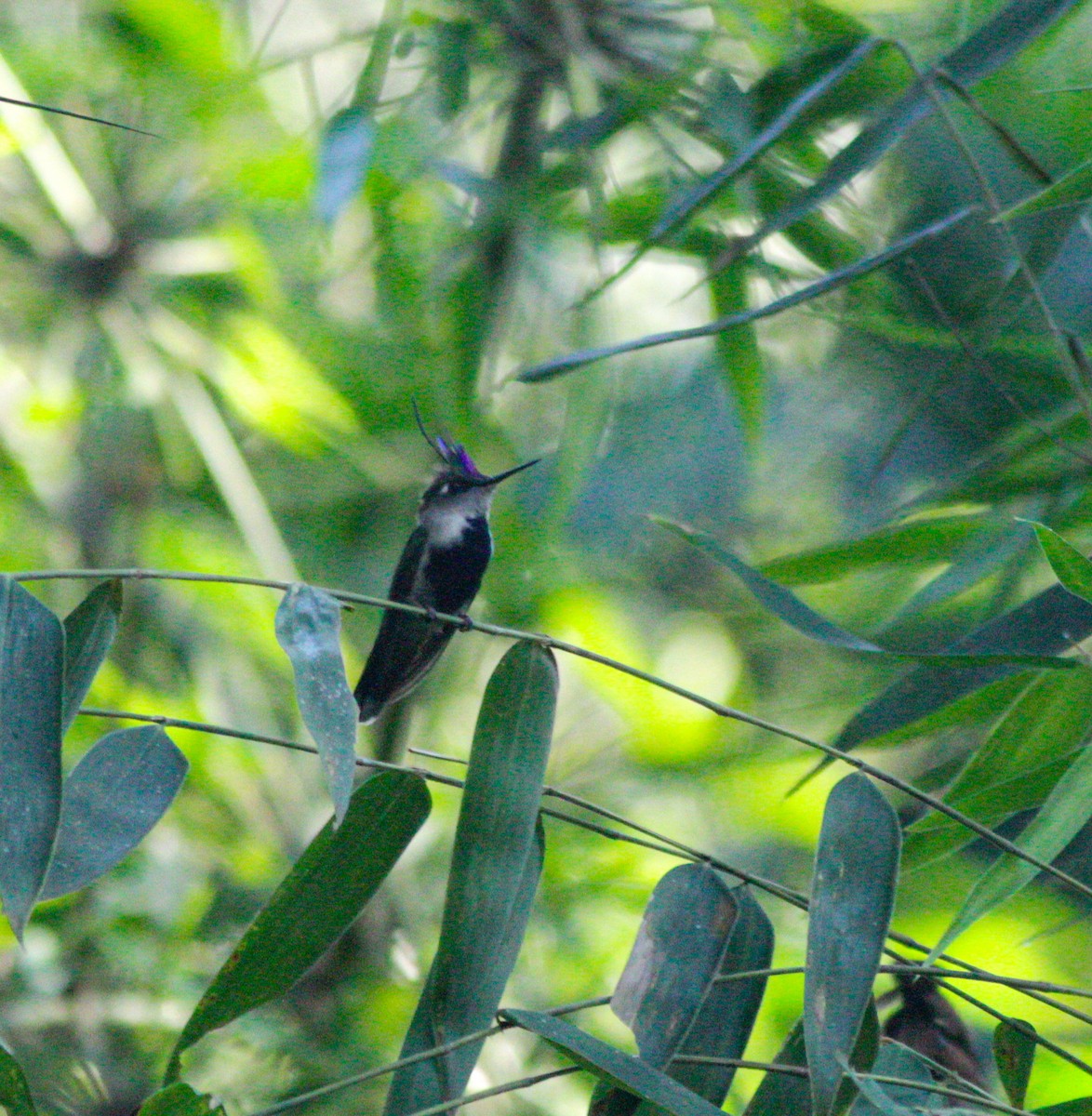 kolibřík paraguayský - ML606558161