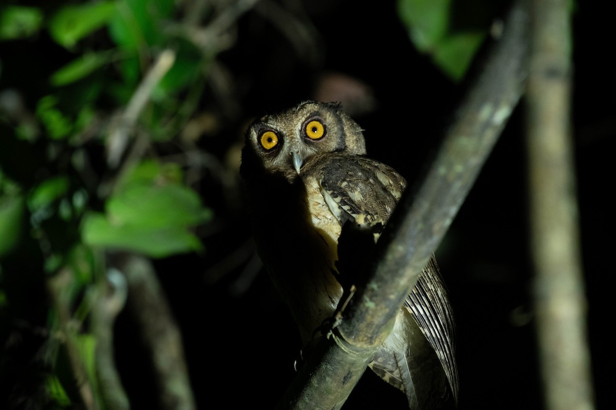 Tawny-bellied Screech-Owl (Austral) - ML606558331