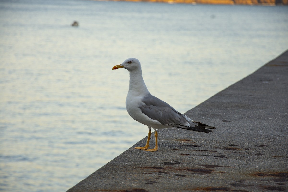 Yellow-legged Gull - César Lozano Cuadrado