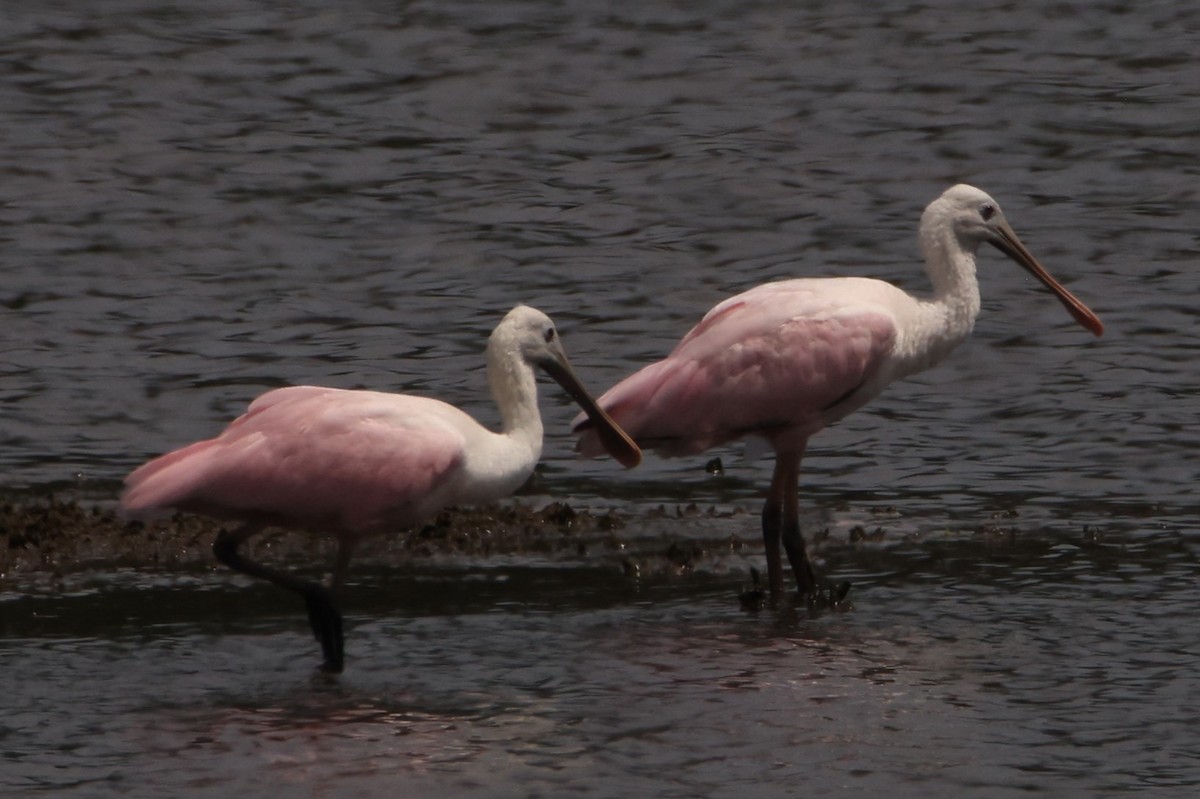 Roseate Spoonbill - ML606559401