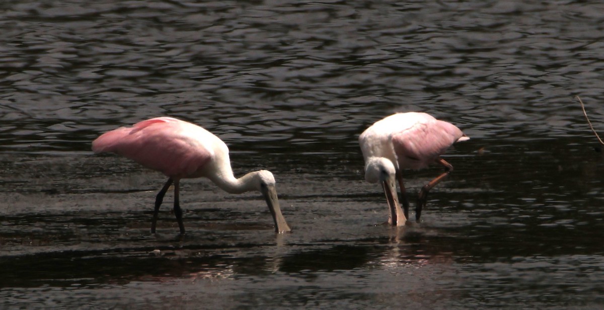 Roseate Spoonbill - ML606559411