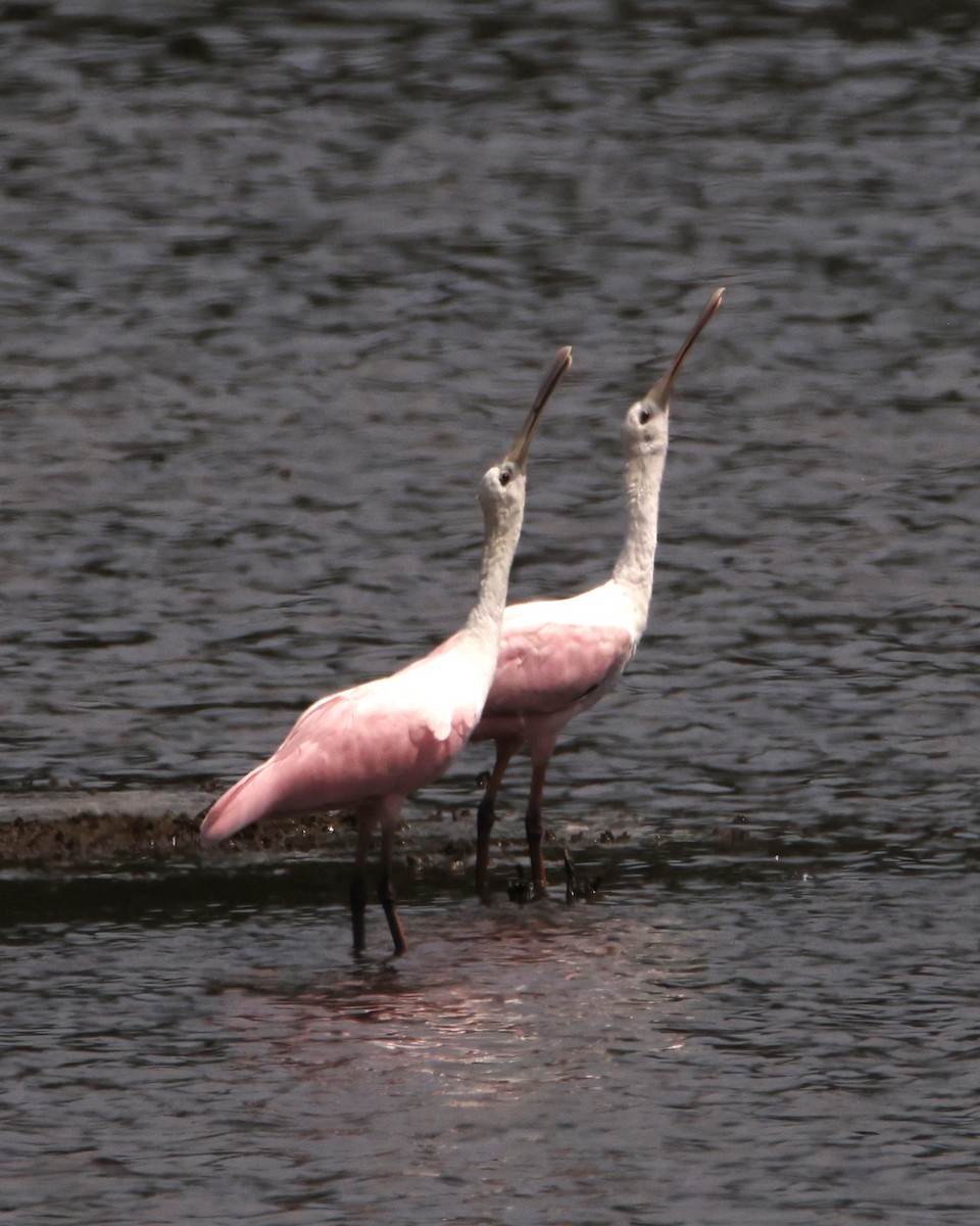 Roseate Spoonbill - ML606559431