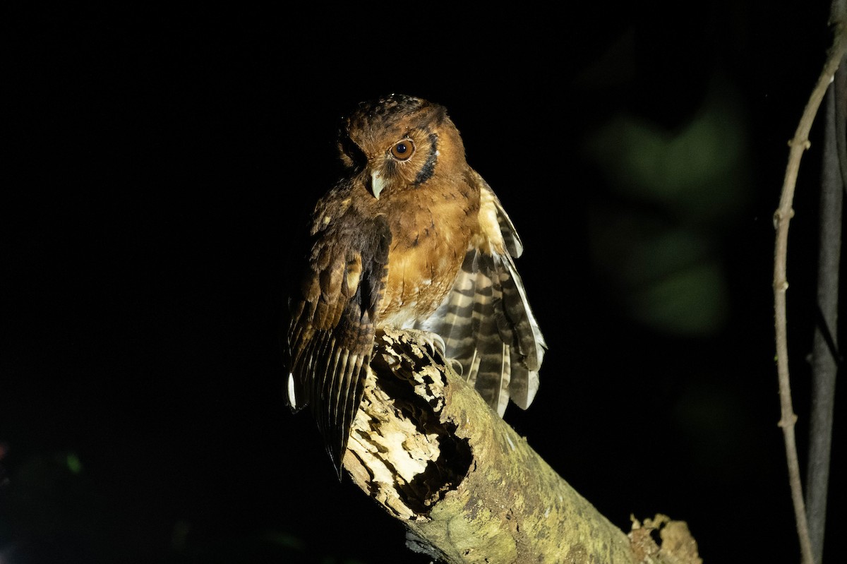 Tawny-bellied Screech-Owl (Austral) - Johnny Wilson