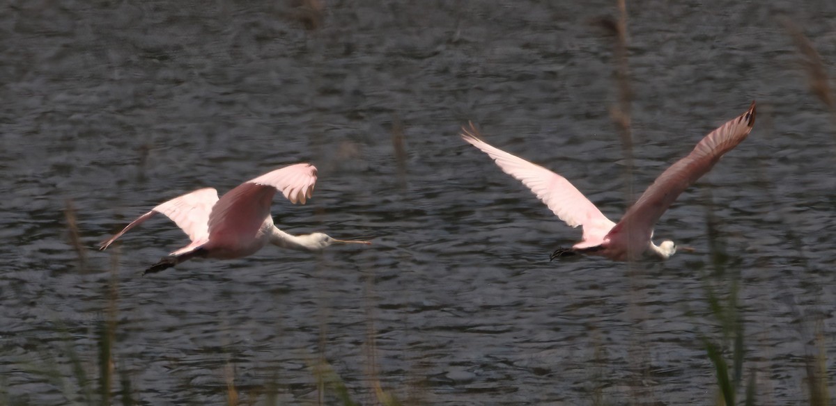 Roseate Spoonbill - ML606559971
