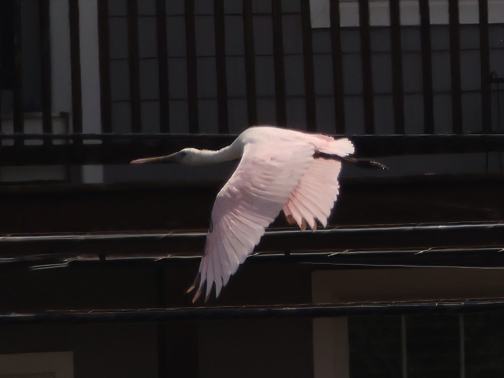 Roseate Spoonbill - ML606560061