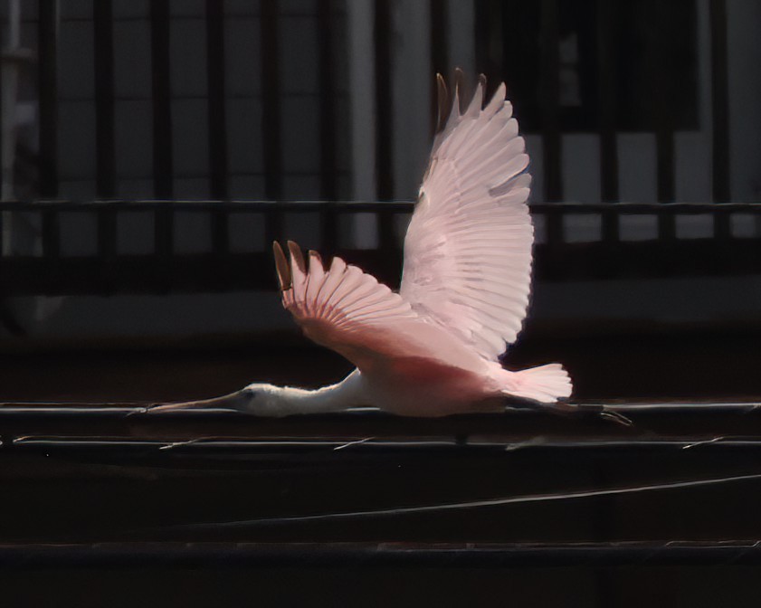 Roseate Spoonbill - ML606560071