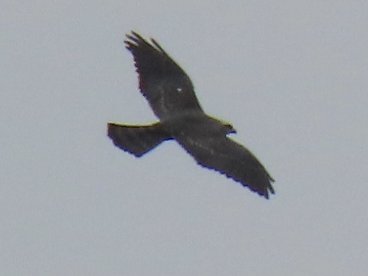 Mississippi Kite - ML606560391