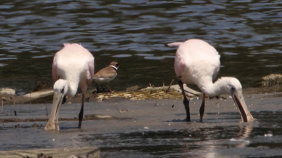 Roseate Spoonbill - ML606560431