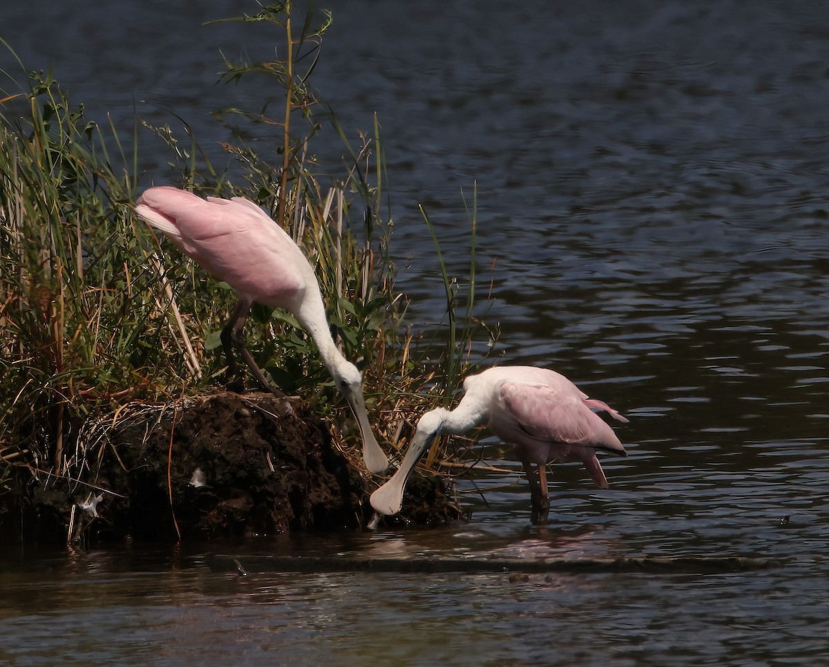 Roseate Spoonbill - ML606560451