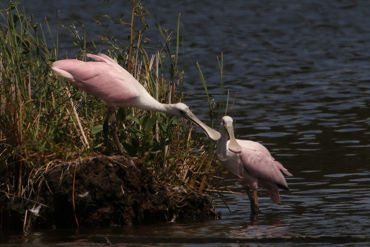 Roseate Spoonbill - ML606560471