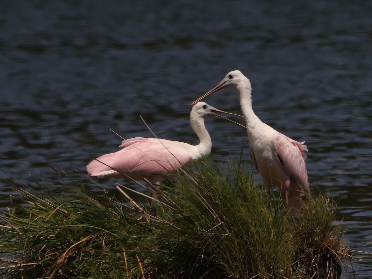Roseate Spoonbill - ML606560481