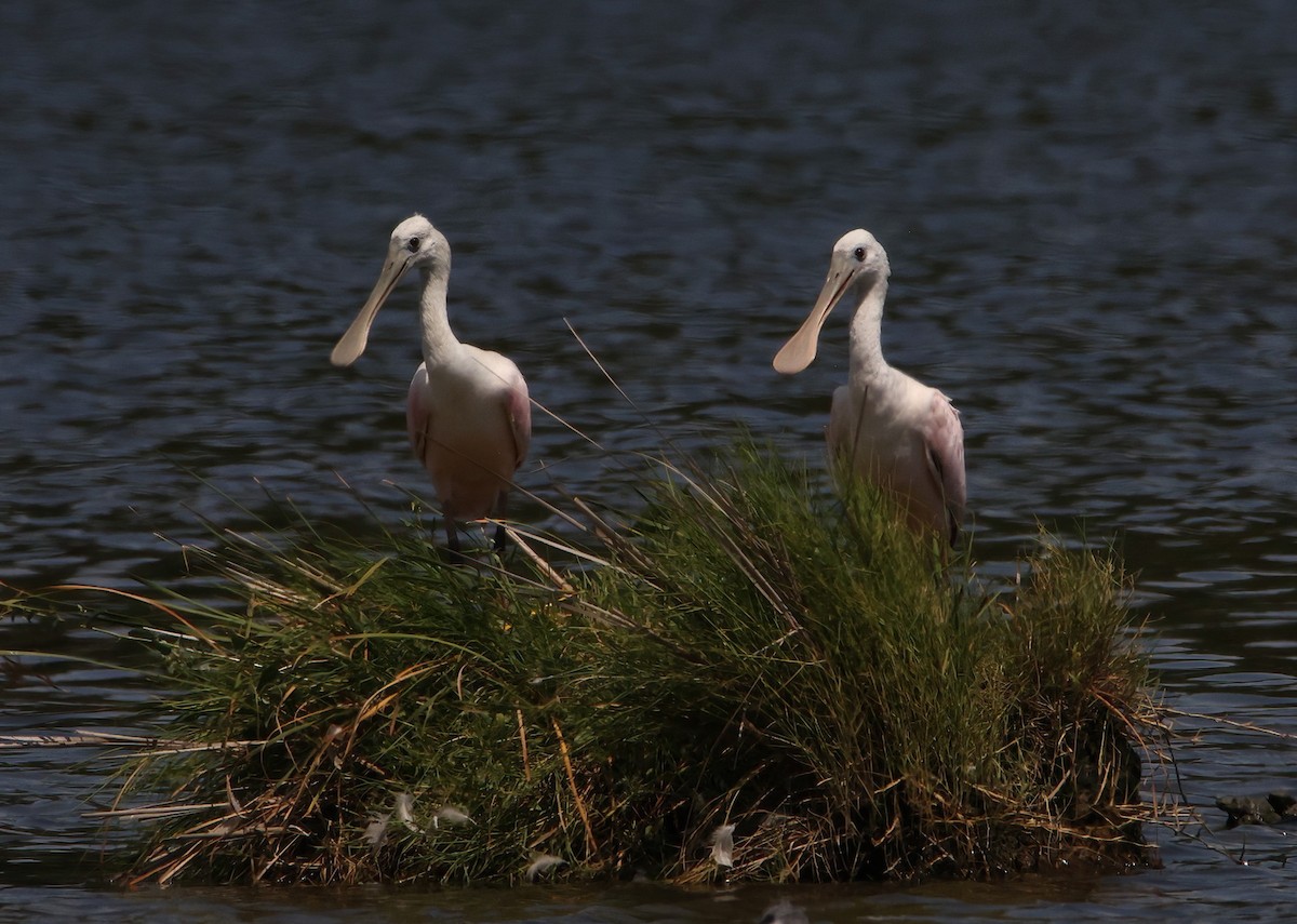 Roseate Spoonbill - ML606560491