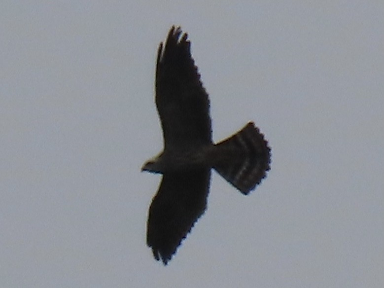 Mississippi Kite - ML606560531