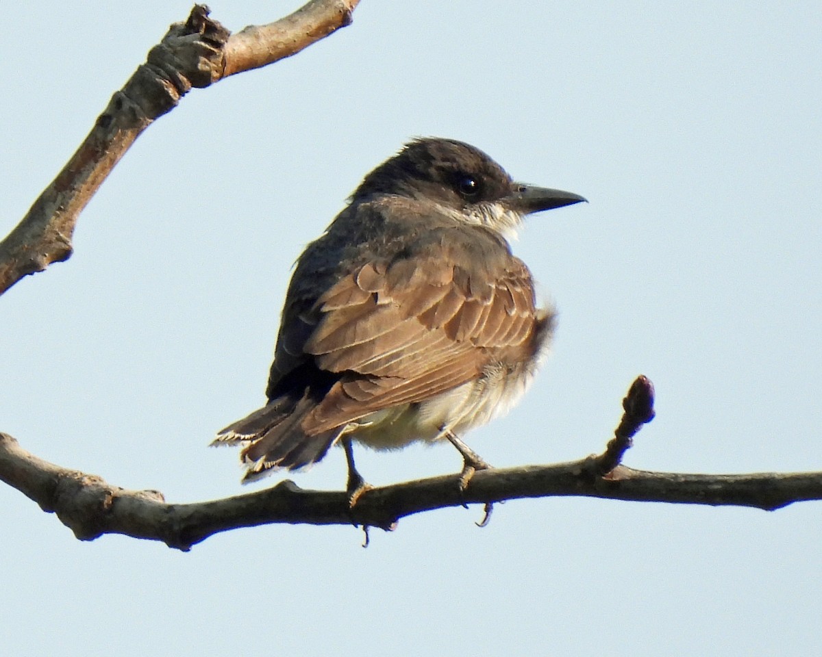Eastern Kingbird - ML606562101
