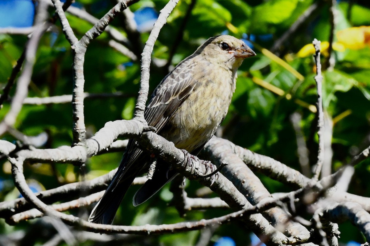 Brown-headed Cowbird - ML606562201