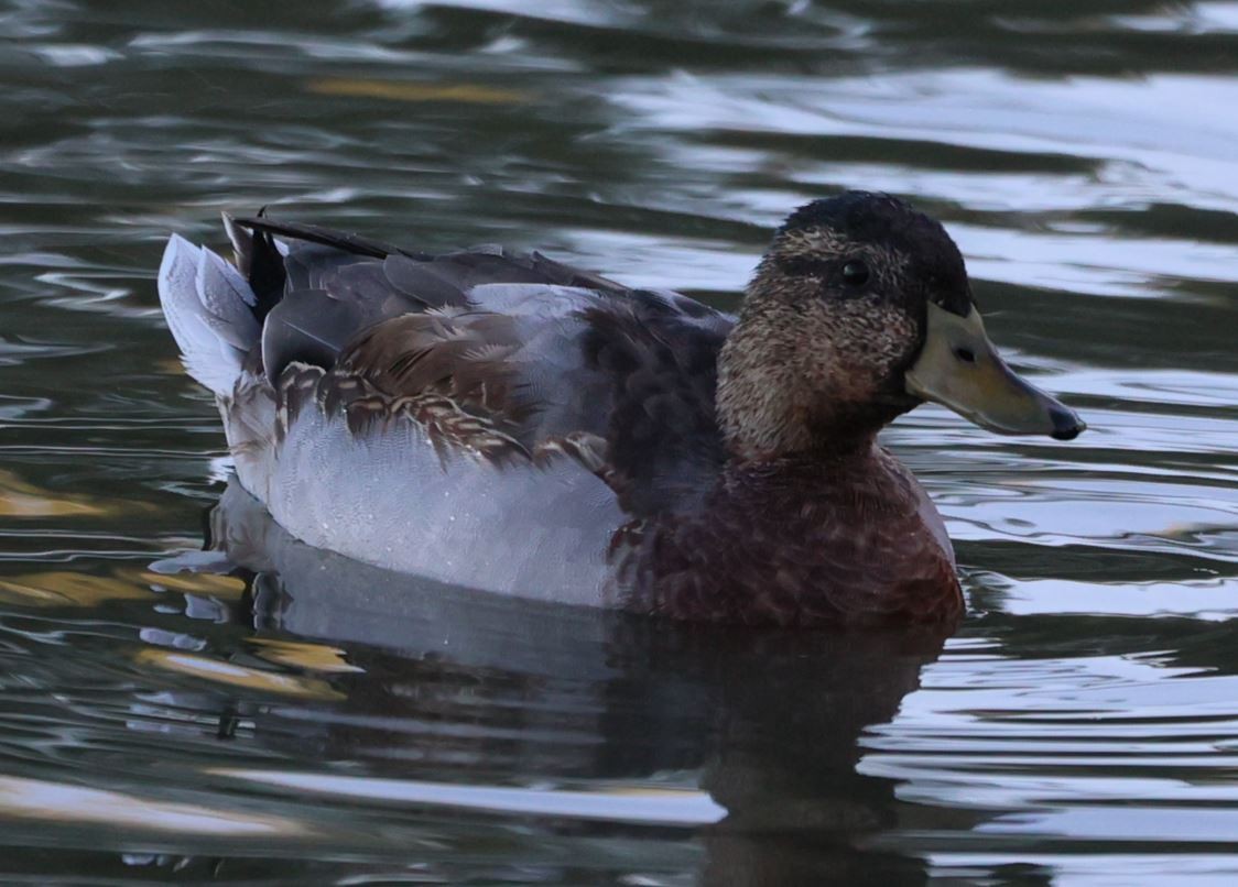 Mallard - Sandeep Channappa