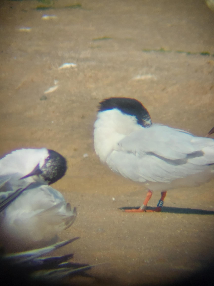 Roseate Tern - Samuel Scarfone