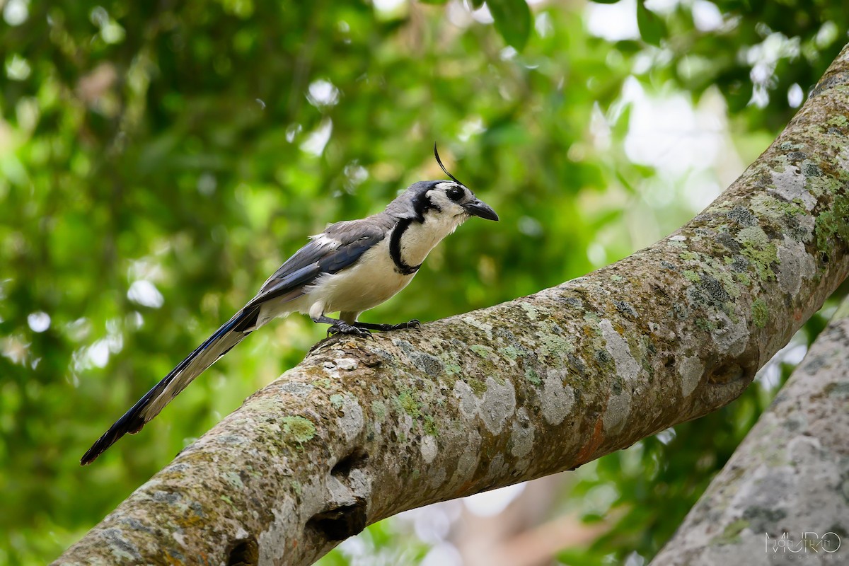 White-throated Magpie-Jay - Jonathan Muró