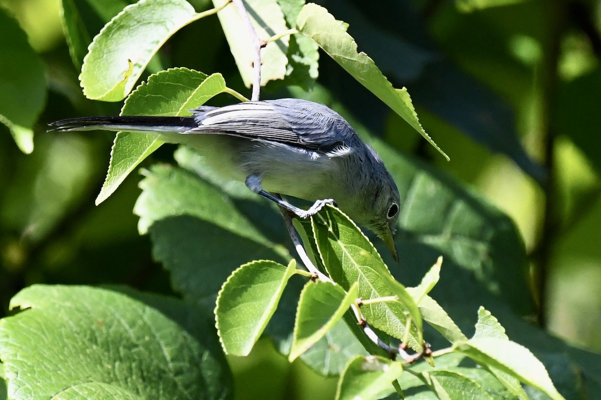 Blue-gray Gnatcatcher - ML606563031