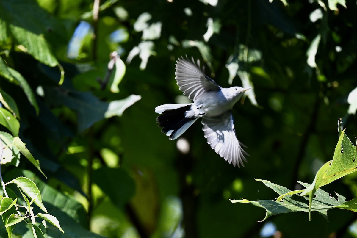 Blue-gray Gnatcatcher - ML606563231