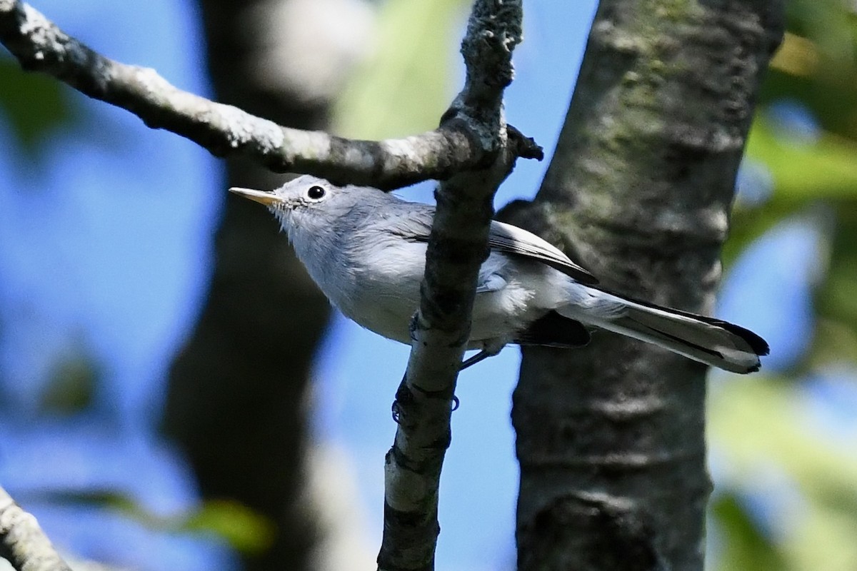 Blue-gray Gnatcatcher - ML606563271