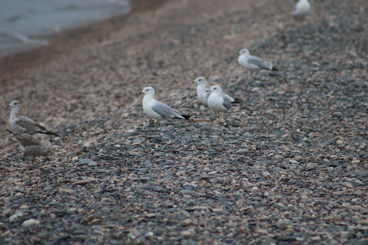 Ring-billed Gull - ML606564081