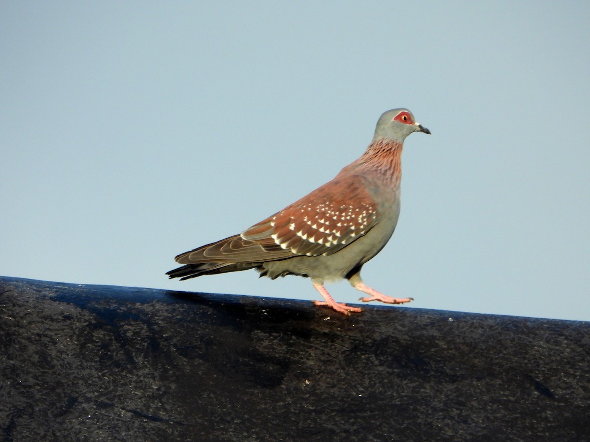Speckled Pigeon - bob butler
