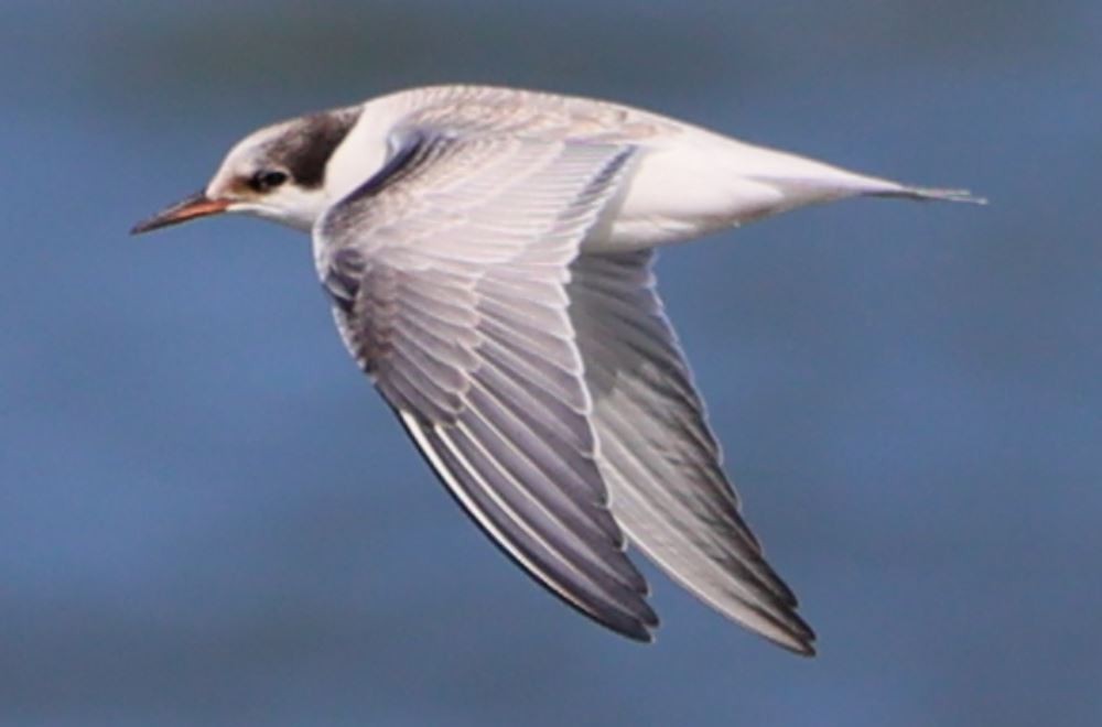 Common Tern - ML606564371