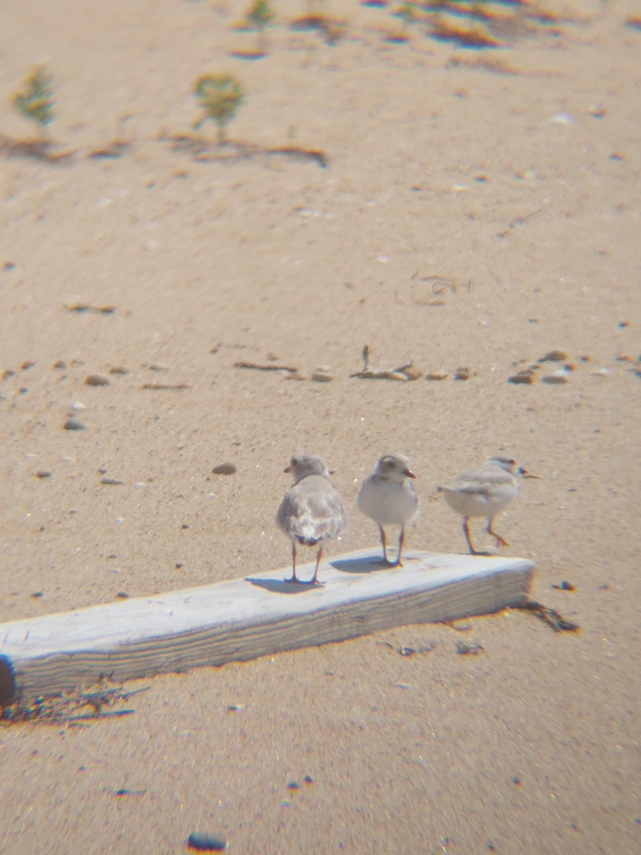 Piping Plover - ML606564471