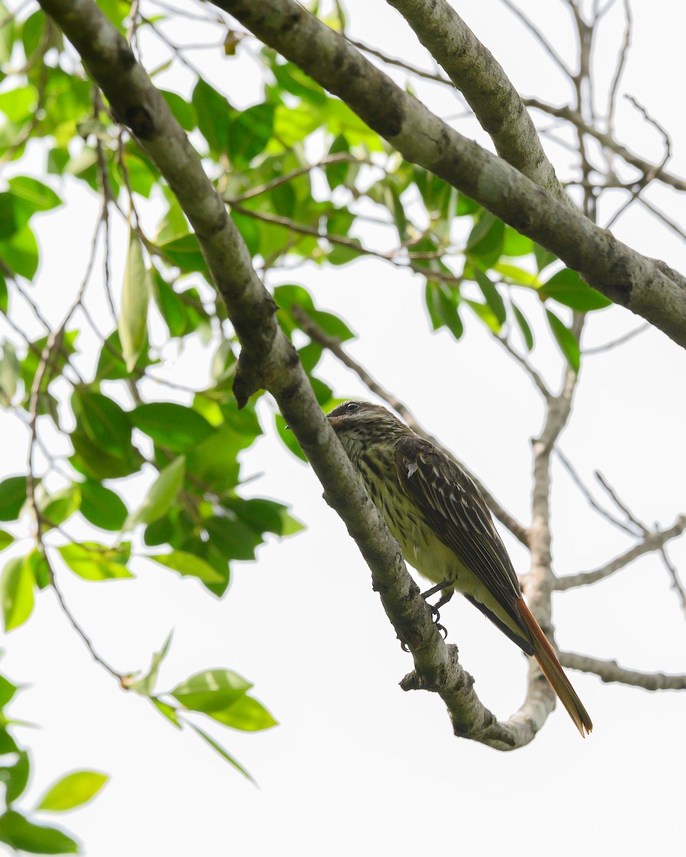 Sulphur-bellied Flycatcher - Jonathan Muró