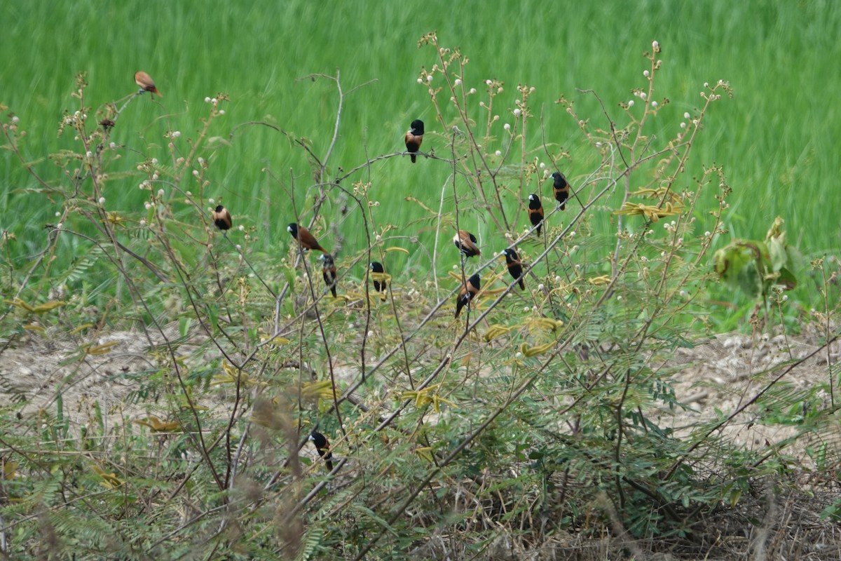 Tricolored Munia - Daniel Pacheco Osorio