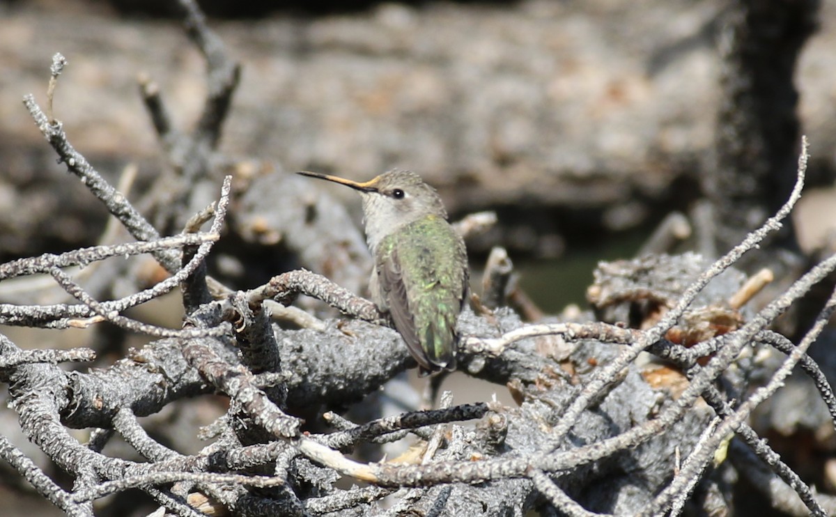 ub. kolibri (Trochilidae sp.) - ML606565881