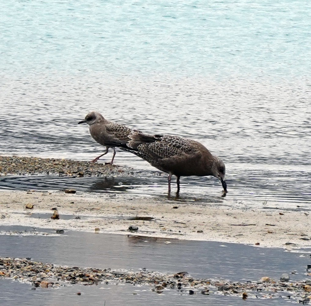 Herring Gull - ML606566271