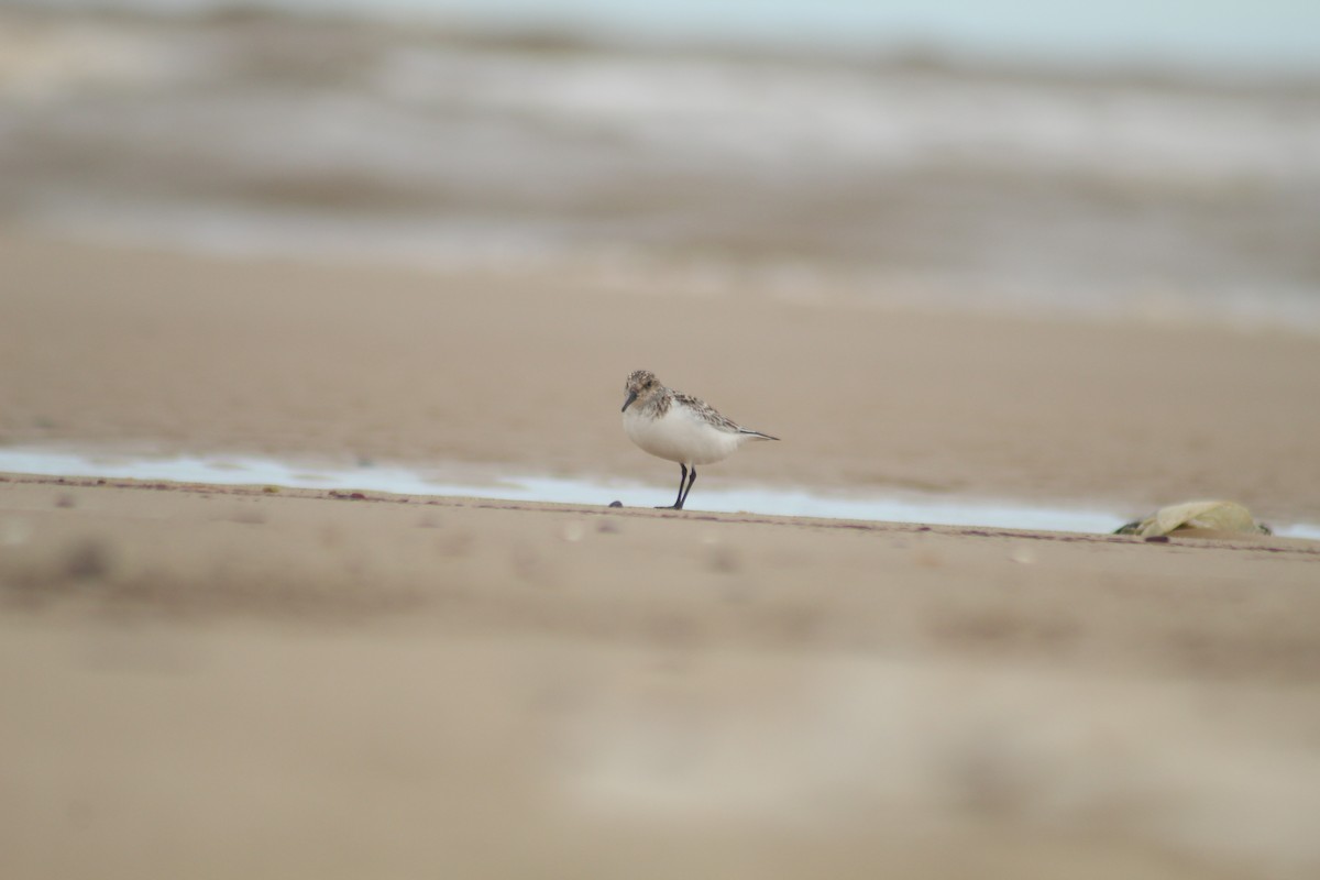 Sanderling - ML606566371