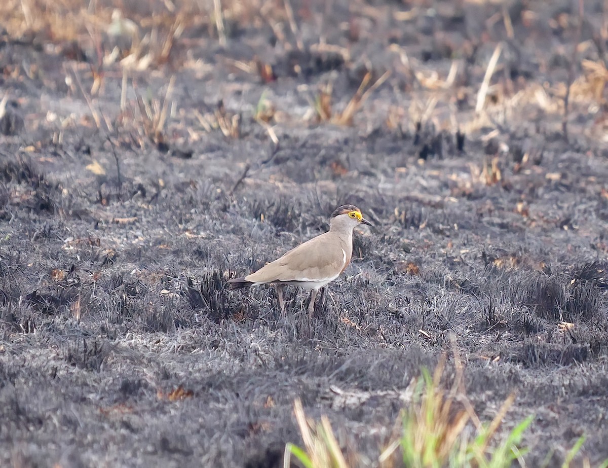 Brown-chested Lapwing - ML606566731