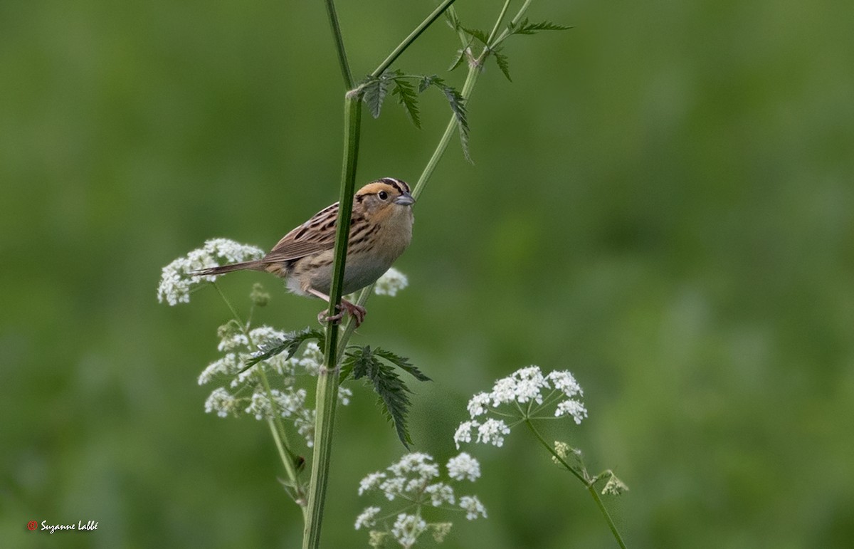 LeConte's Sparrow - ML60656861