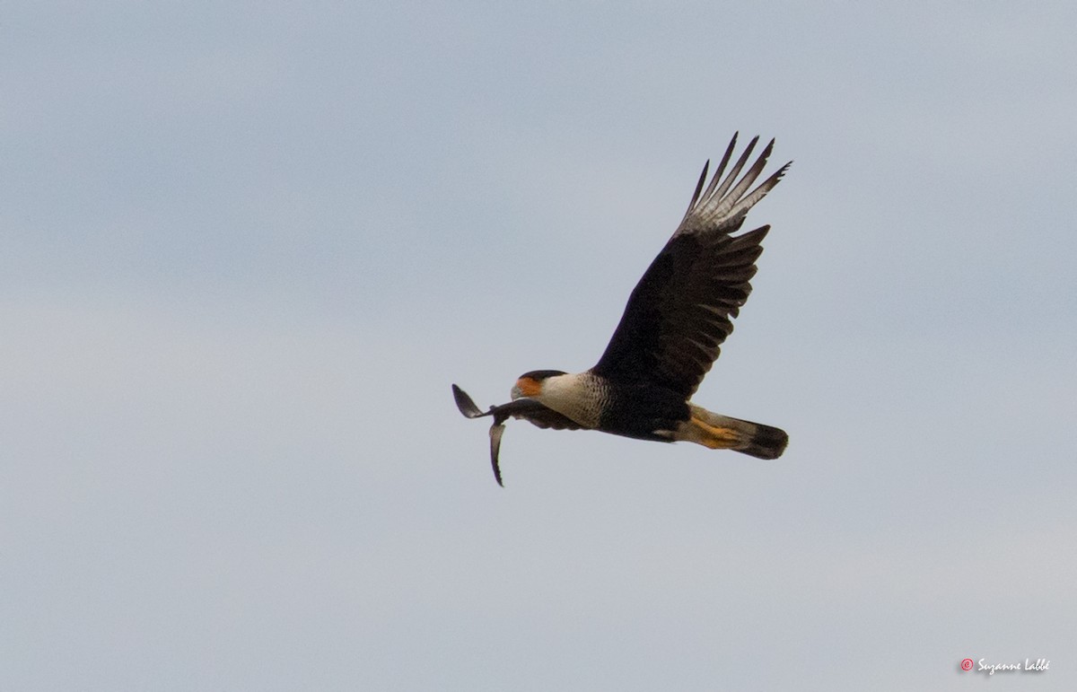 Crested Caracara (Northern) - ML60656891