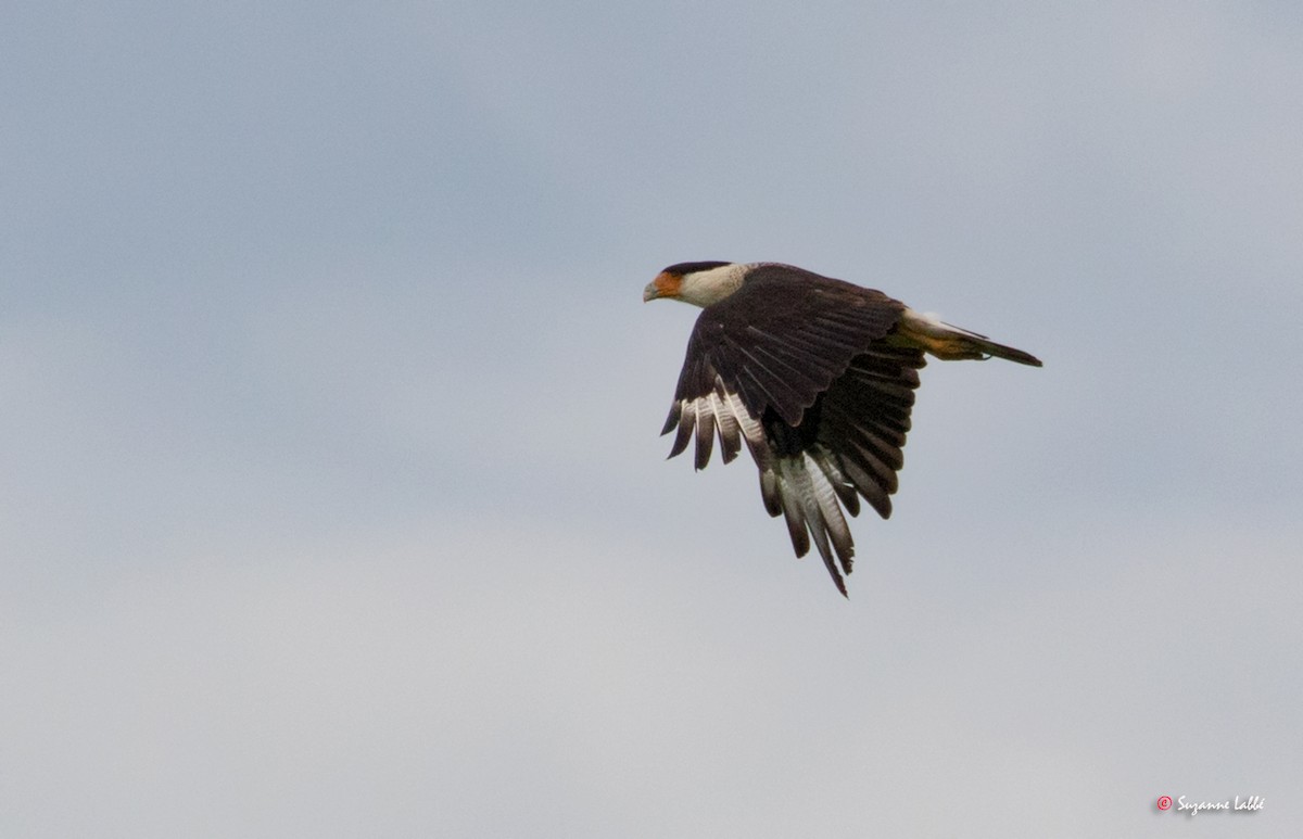 Crested Caracara (Northern) - Suzanne Labbé