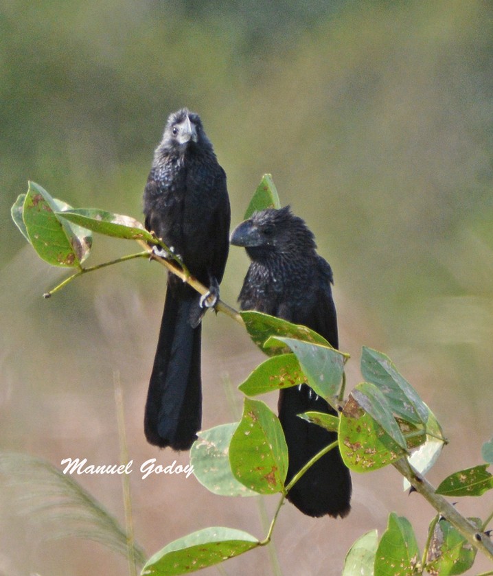 Smooth-billed Ani - Manuel Godoy