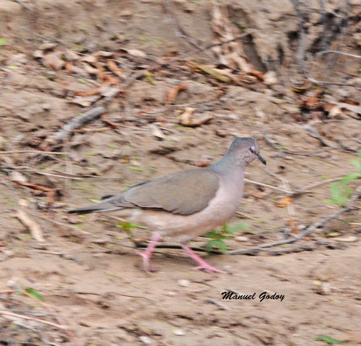 White-tipped Dove - ML606570271