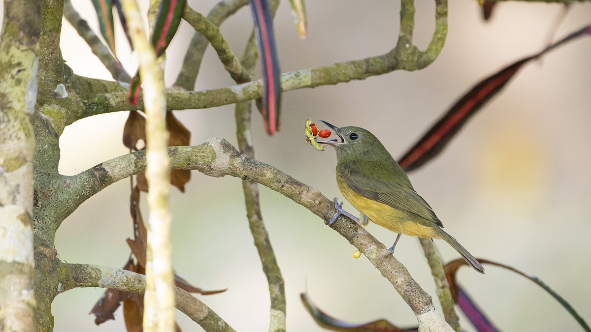 Ochre-bellied Flycatcher - ML606570811