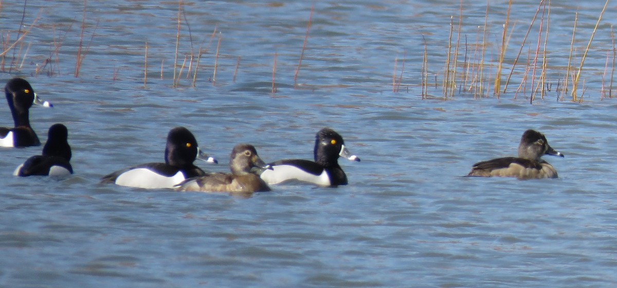 Ring-necked Duck - ML606571531