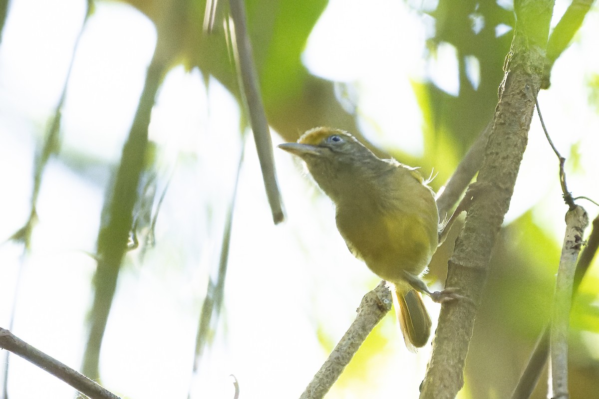 Tawny-crowned Greenlet - ML606572141