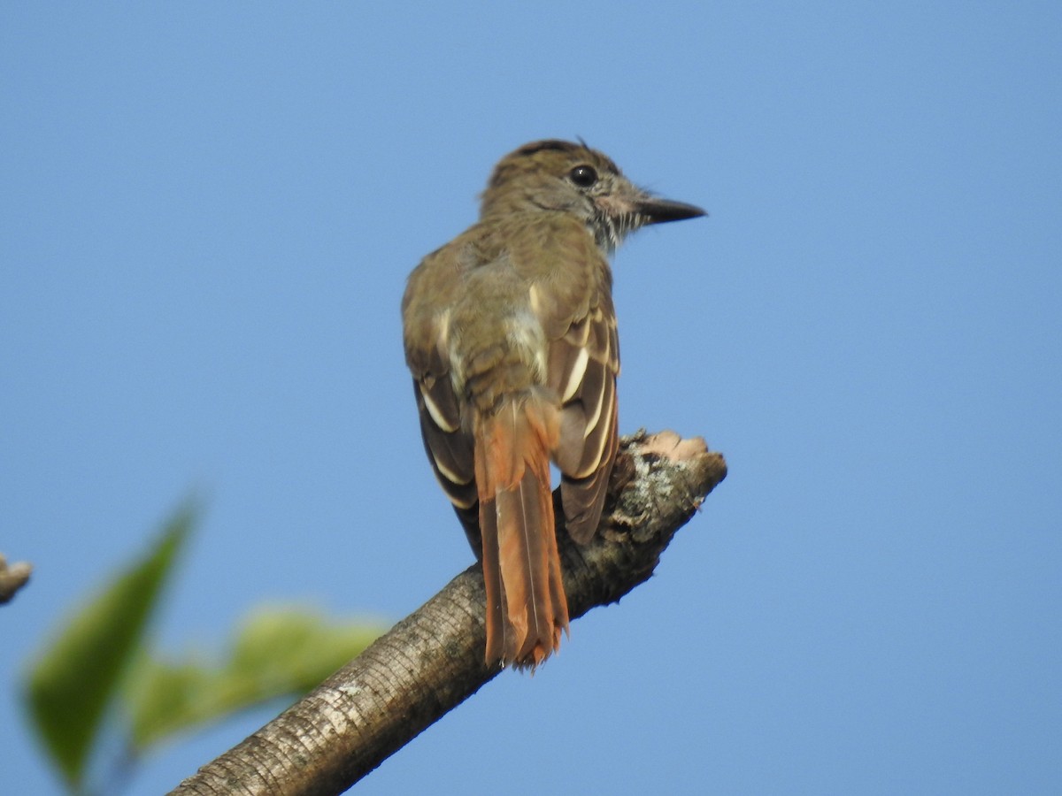 Great Crested Flycatcher - ML606572301