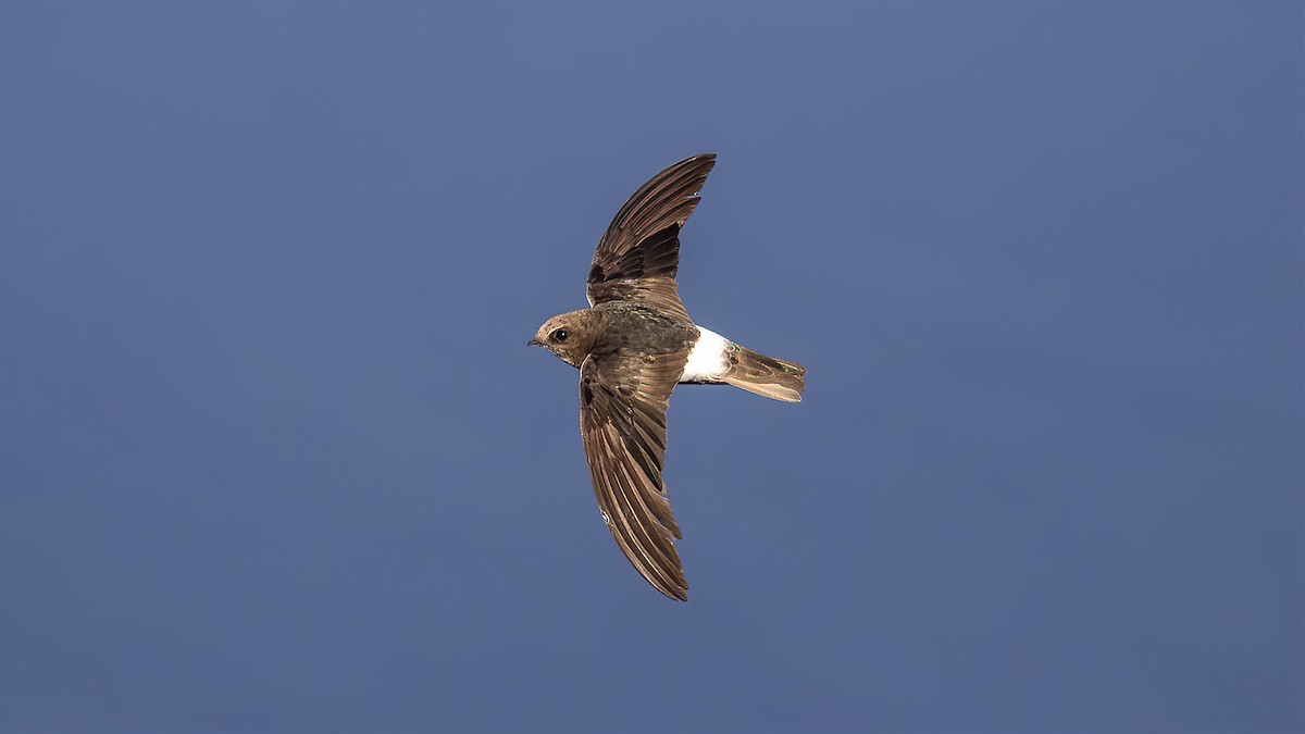 Little Swift - Sinan Yılmaz