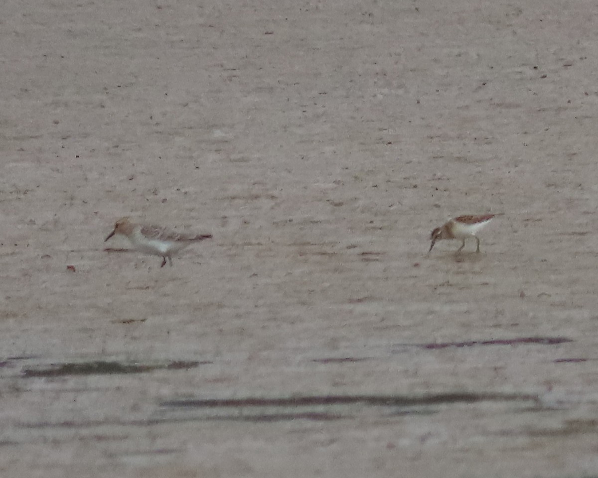 Baird's Sandpiper - ML606574221