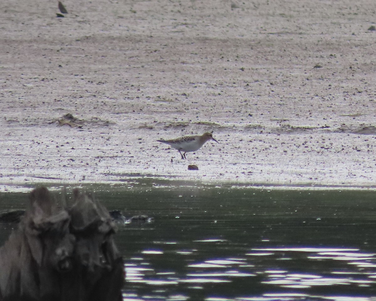 Baird's Sandpiper - ML606574241