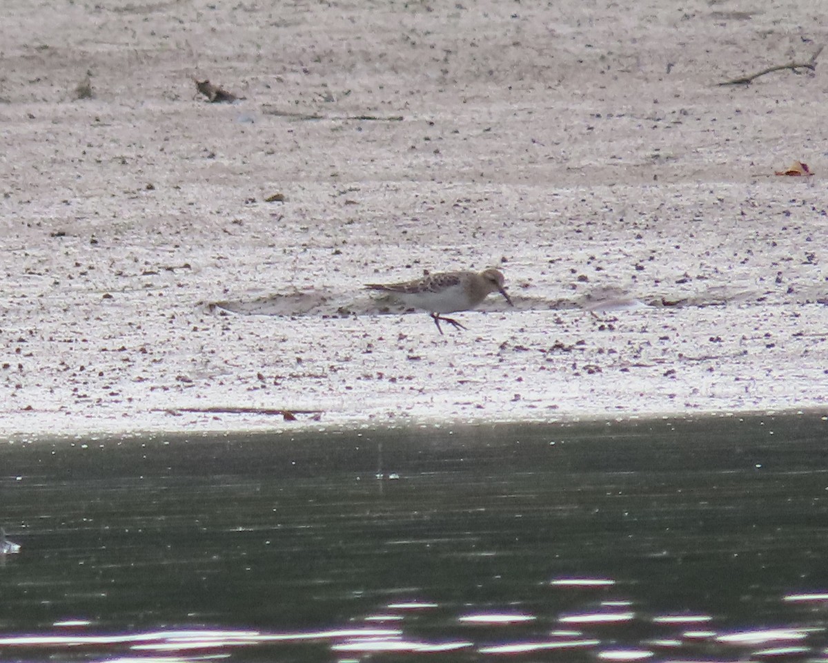 Baird's Sandpiper - ML606574251