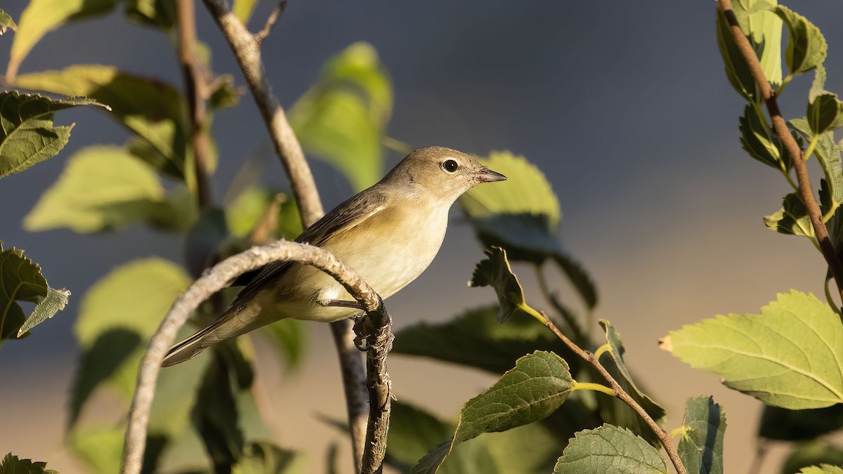 Garden Warbler - Sinan Yılmaz